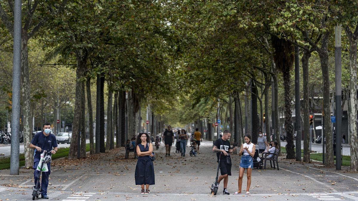 Barcelona preveu talar més de 14.000 plàtans i substituir-los per altres espècies d’arbres Barcelona preveu talar més de 14.000 plàtans i substituir-los per altres espècies d’arbres