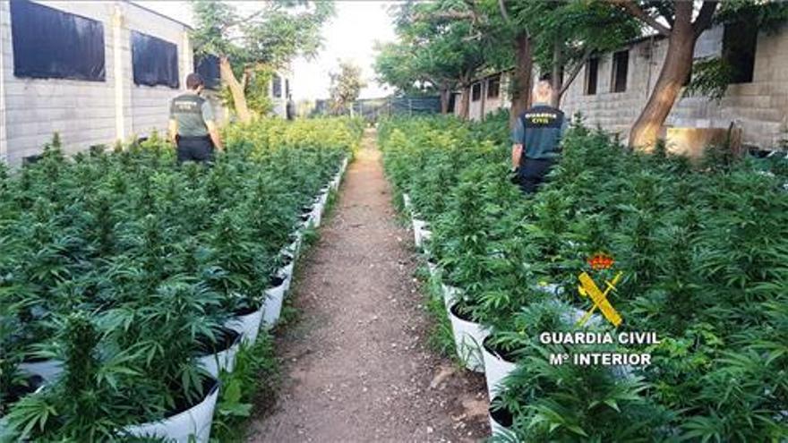 Descubren 1.282 plantas de marihuana en una granja de Càlig