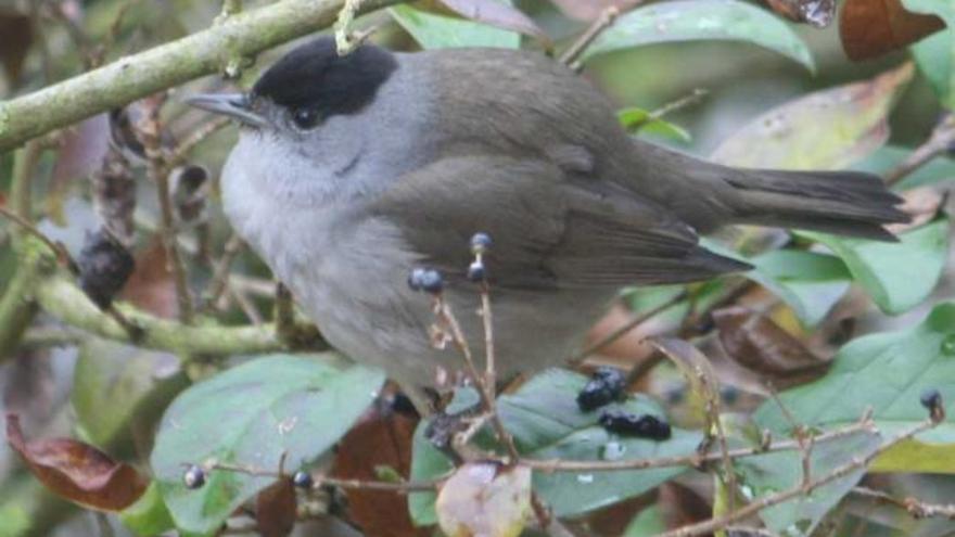 Un macho de curruca capirotada, una de las aves frugívoras más comunes.