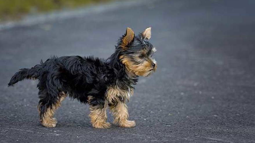 La seguridad de nuestro perro