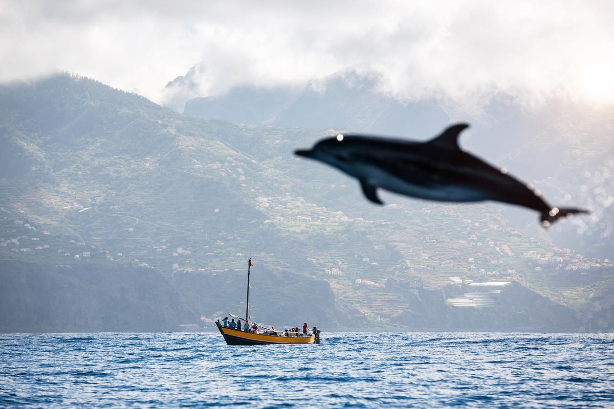 Ballena piloto en aguas madeirenses