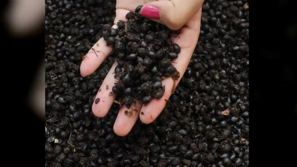 Hormigas chicatanas que se pueden encontrar en el mercado de San Juan de Ciudad de México.