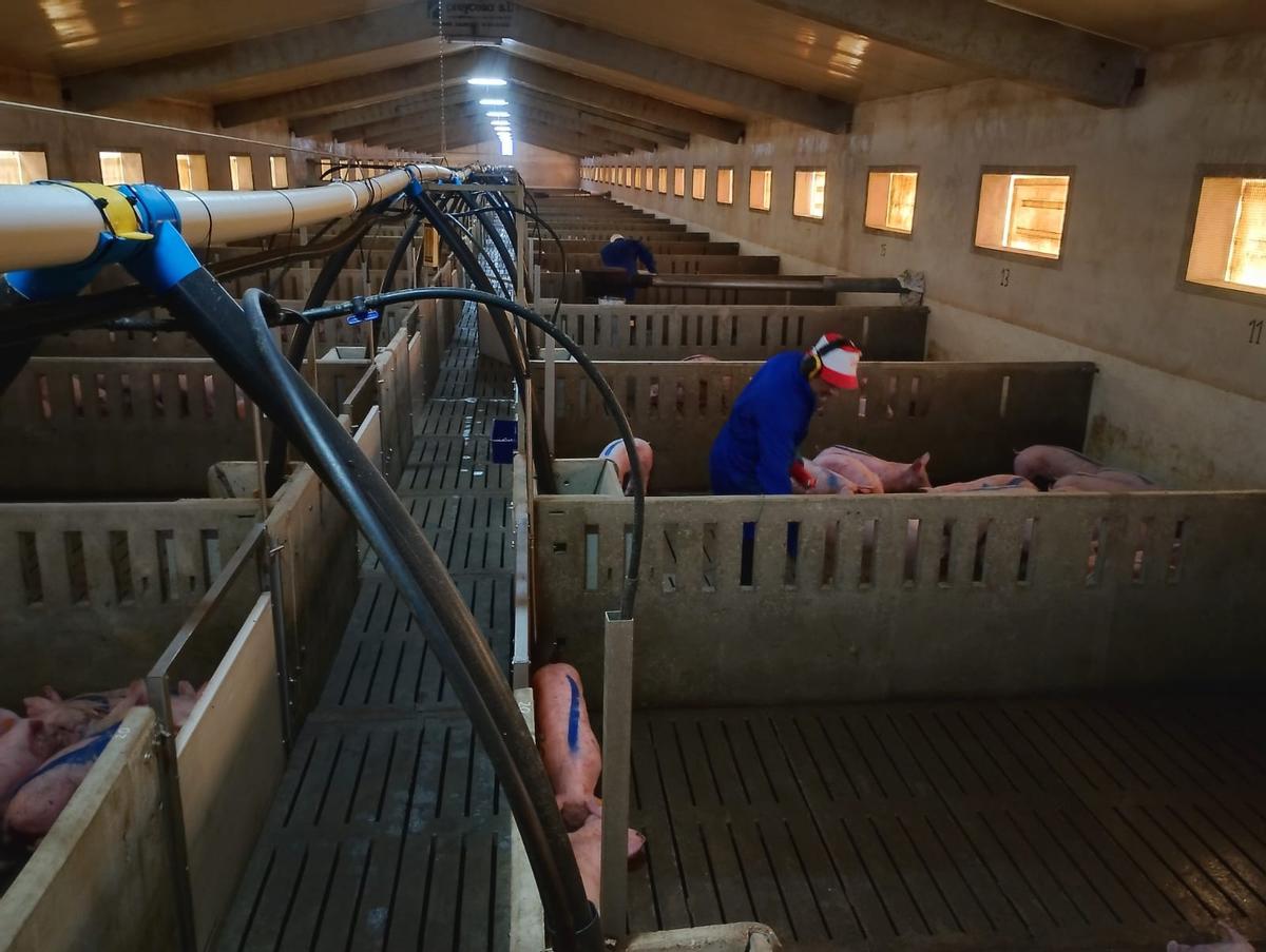 Granja de cerdos de Guillermo Castaño en Corrales del Vino