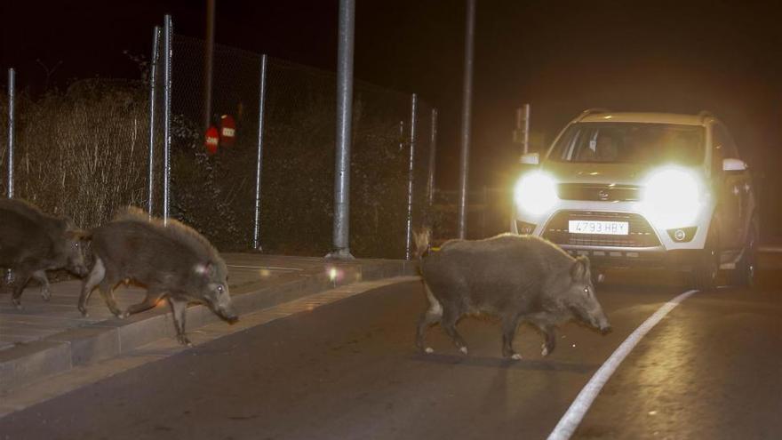 Atraparán jabalís en el Desert con jaulas-trampa y venderán su carne