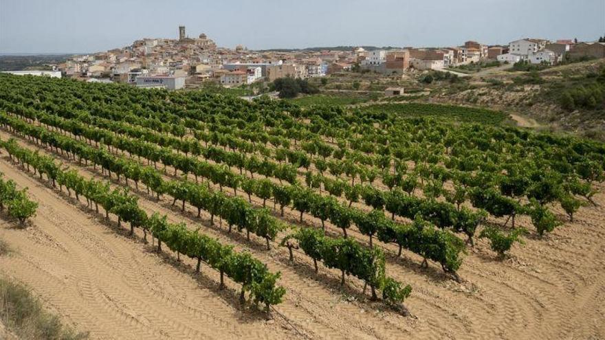 Los viticultores de Batea alertan del rechazo de sus productos