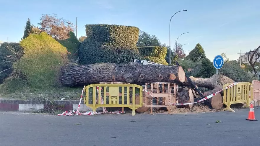 Vídeo | Operarios continúan retirando restos del árbol caído sobre un coche en la rotonda de los Alamitos de Plasencia