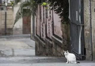 Alicante invierte 30.000 euros en el control de colonias de gatos callejeros