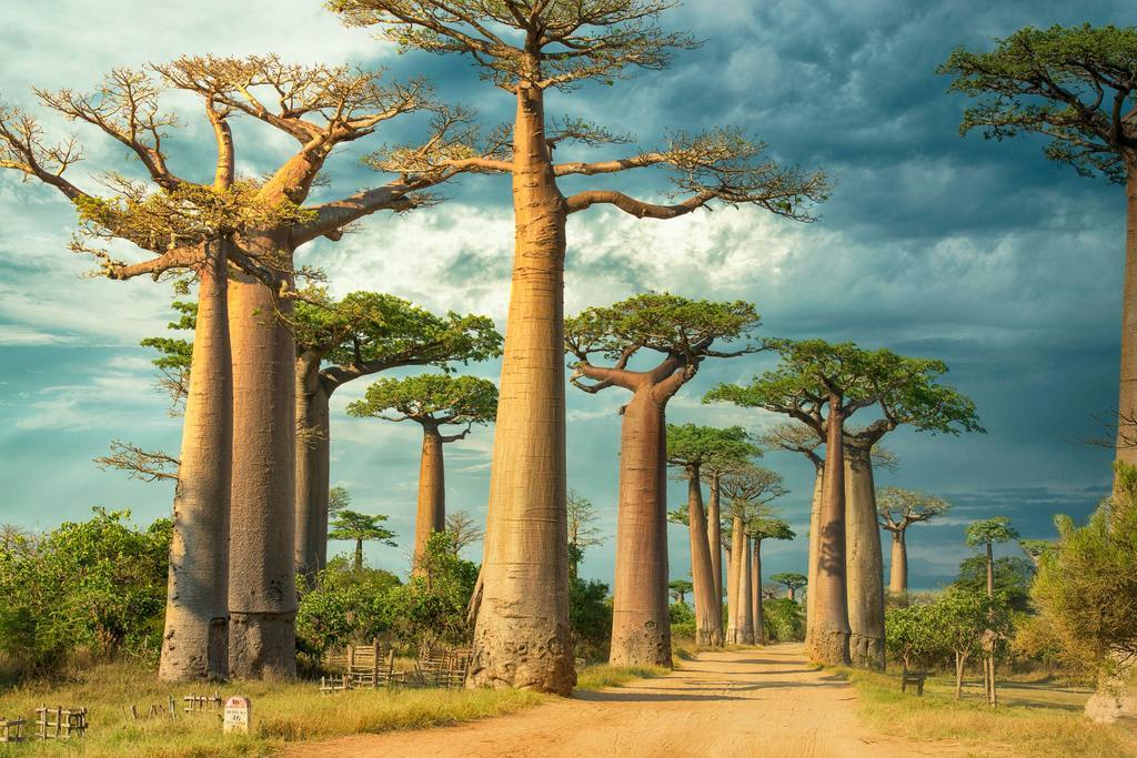 Avenida de los Baobabs, Madagascar