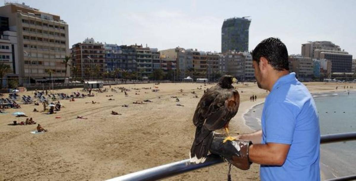 LAS PALMAS PALOMAS