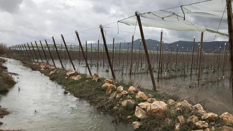 Cultivos encharcados en el Alto Vinalopó.