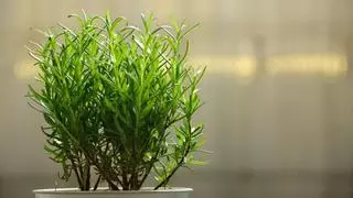 Despídete de las cucarachas: las plantas que te ayudarán a mantenerlas lejos