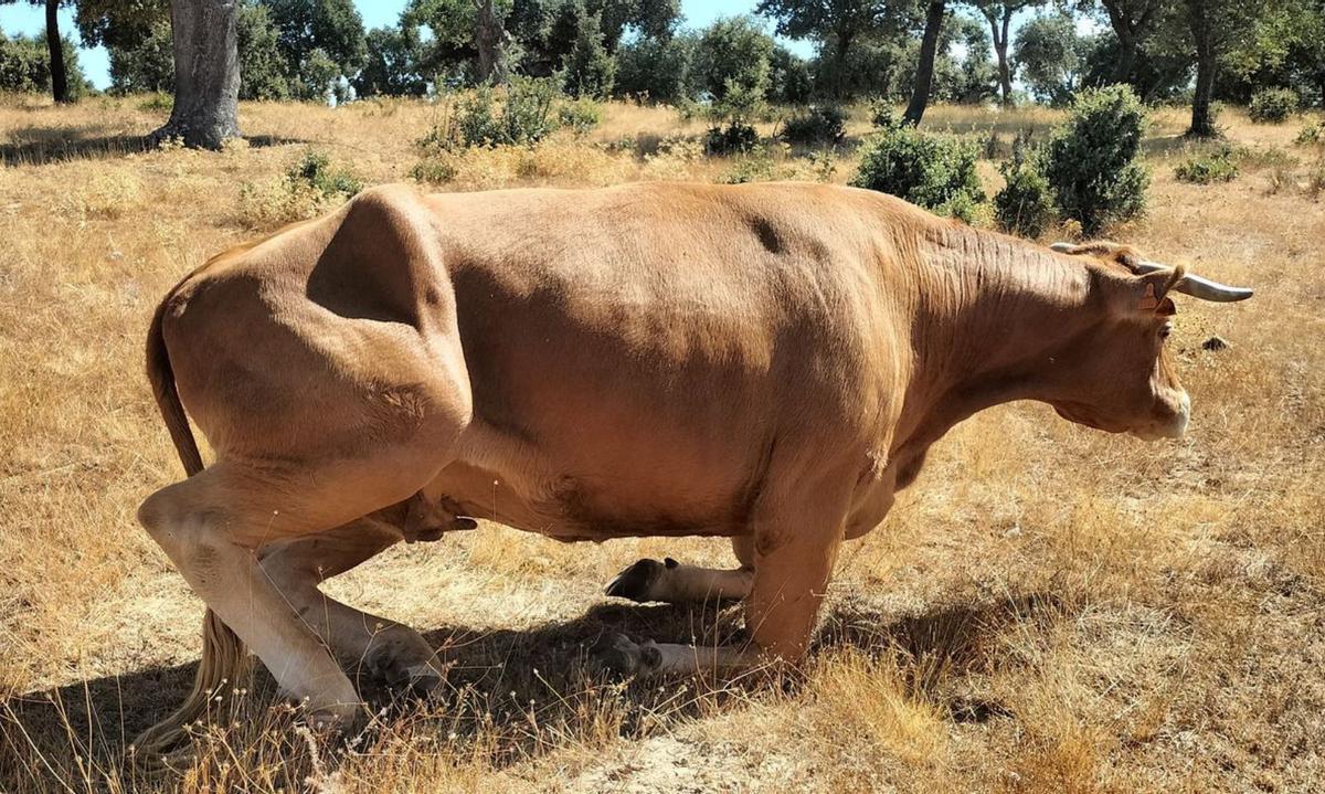 Vaca de una ganadería de Alfaraz con dificultades para levantarse. | I. G.