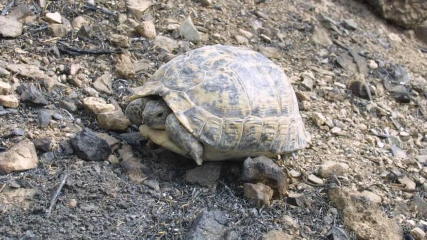 En la zona se encuentran las reservas biológicas de ´testudo graeca´.