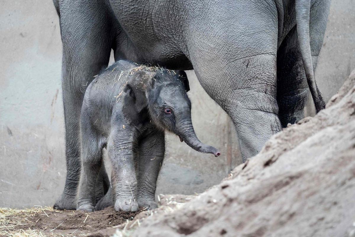 Una cría de elefante recién nacida pasea el zoo de Copenhague