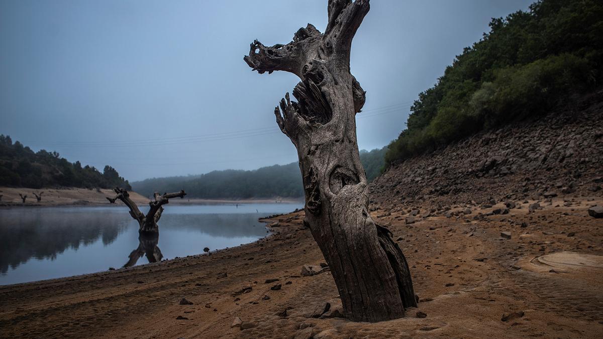 El tronco de un árbol emerge de la presa de O Bao tras la bajada de nivel.  BRAIS LORENZO (30).jpg