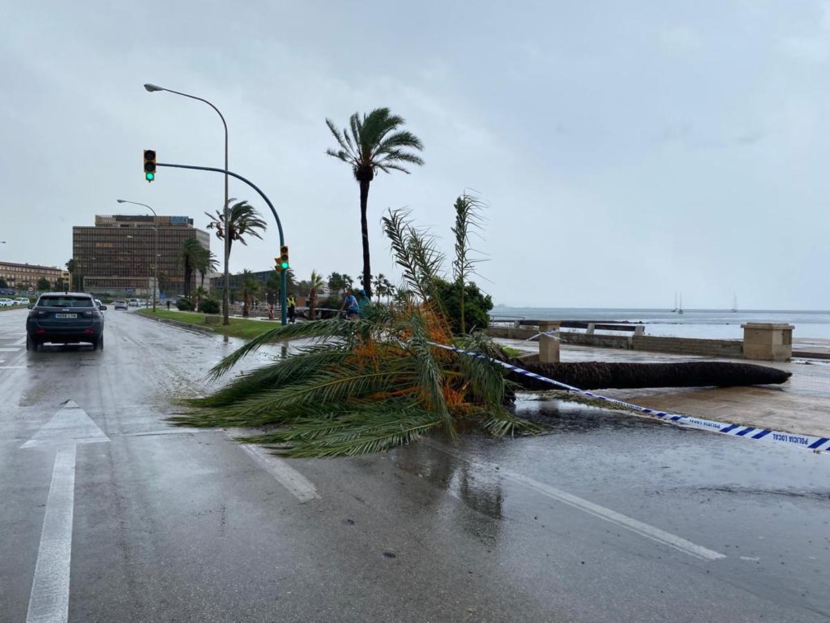 FOTOS │Una intensa tormenta barre Mallorca FOTOS │Una intensa tormenta barre Mallorca