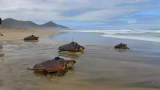 Tres playas de España se cuelan entre las mejores de Europa, según esta encuesta