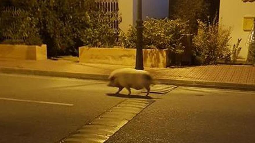 Una imagen del cerdo captada este sábado por la mañana.