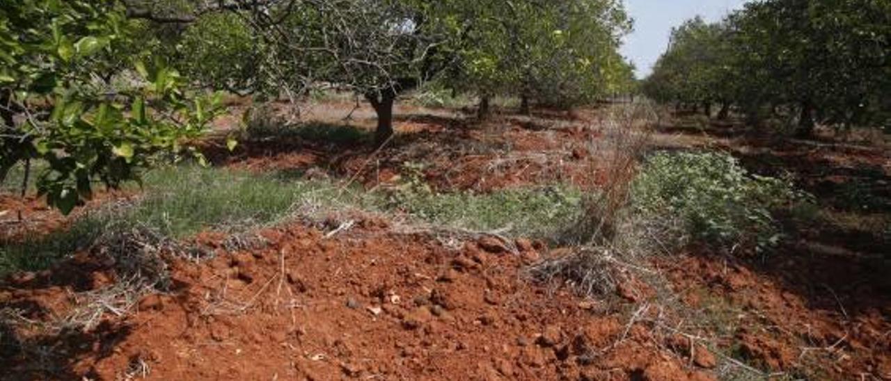 Los ecologistas cuestionan la propuesta para abatir jabalíes            en la Murta