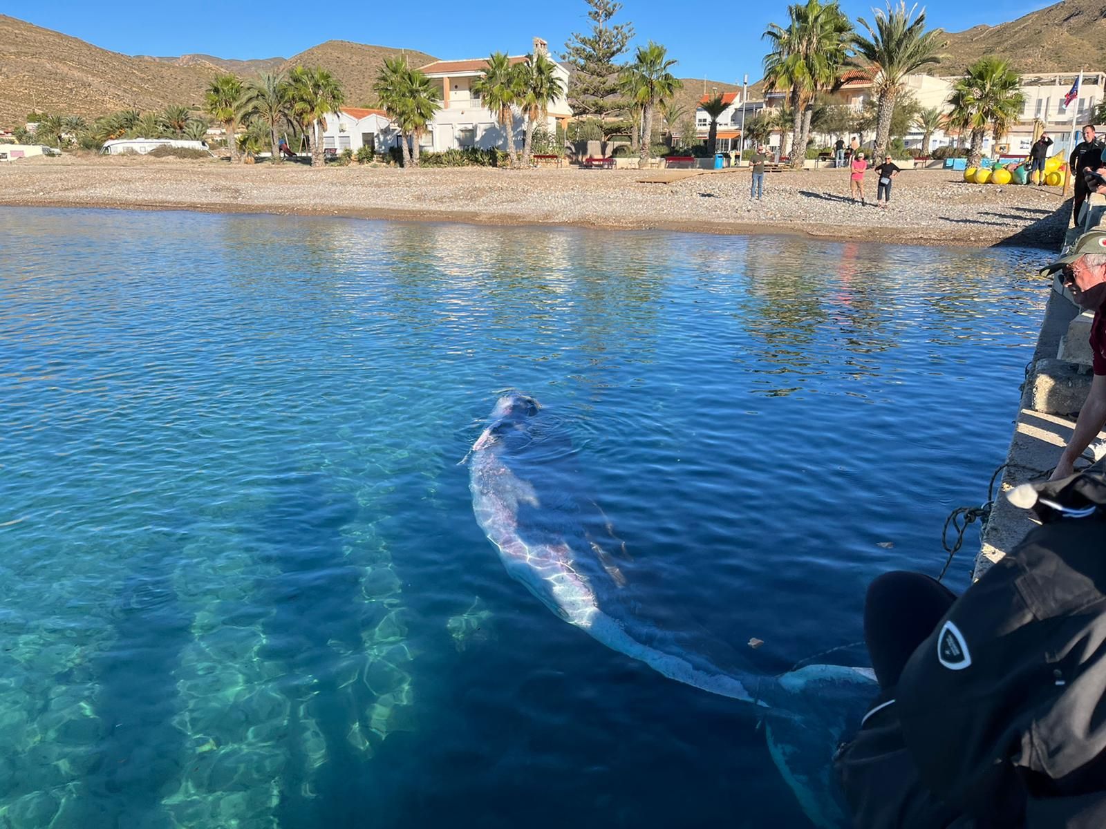 El cetáceo de gran tamaño en la costa de Cartagena.