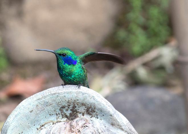 San Gerardo de Dota, Costa Rica