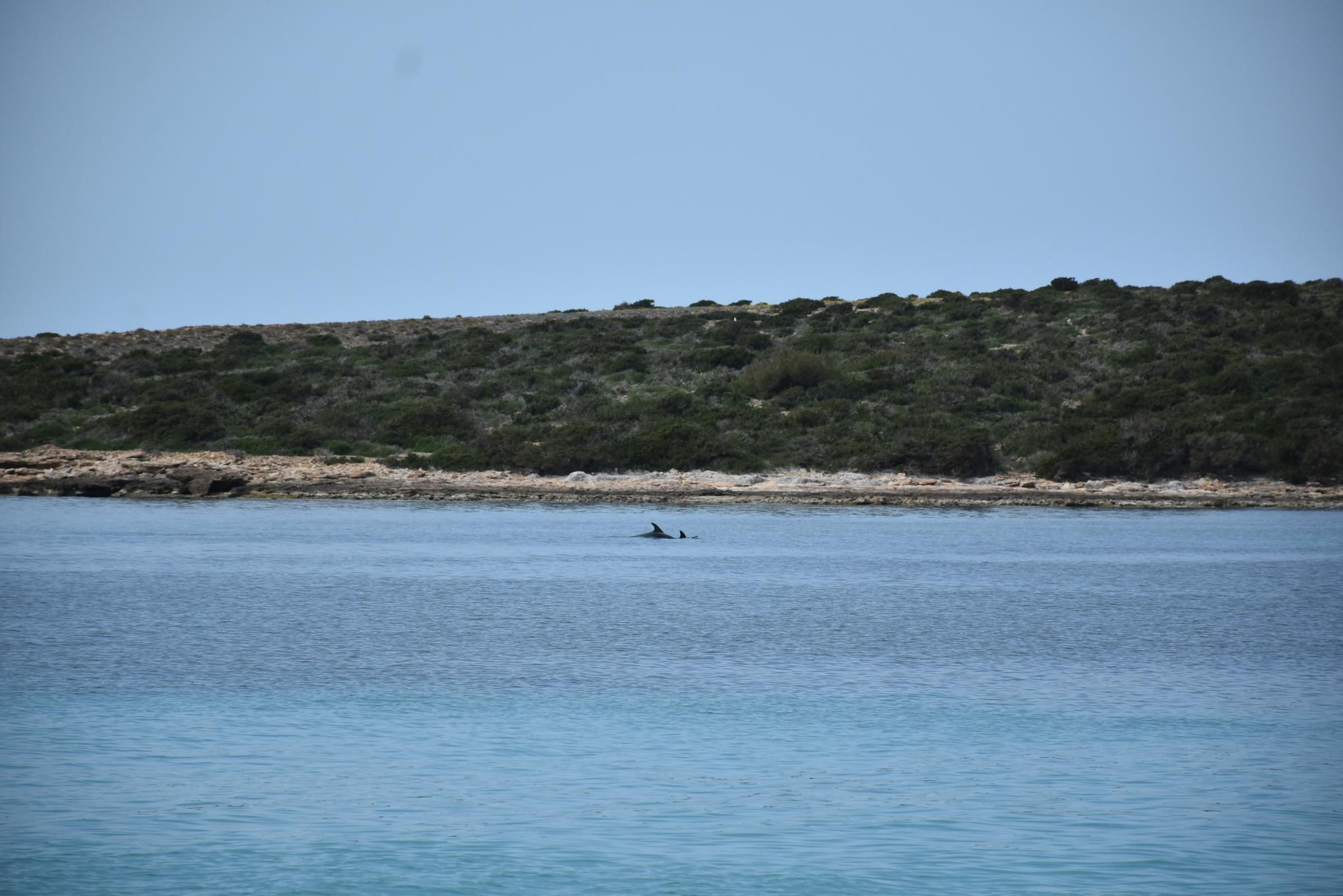 Delfines en  s'Espalmador