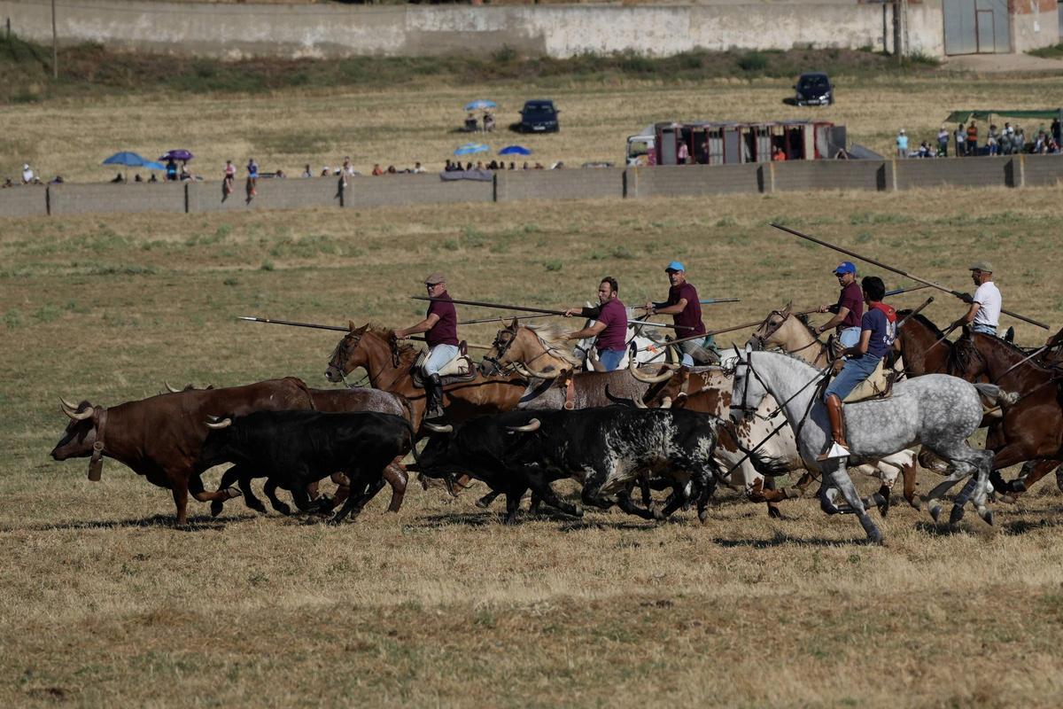 Tradición y espectación en el arranque de los espantes de Fuentesaúco Tradición y espectación en el arranque de los espantes de Fuentesaúco