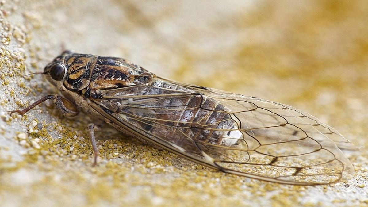 Un ejército de cigarras emergerá del suelo tras 17 años bajo tierra