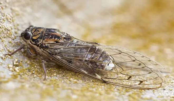 Un ejército de cigarras emergerá del suelo tras 17 años bajo tierra