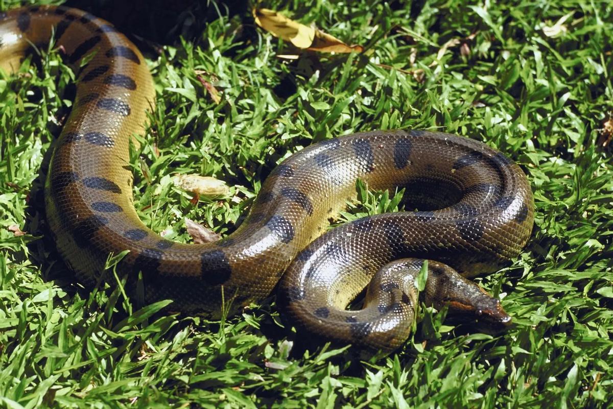 Anaconda verde.