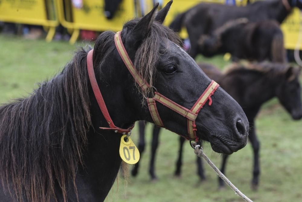 Fiesta del Asturcón 2017