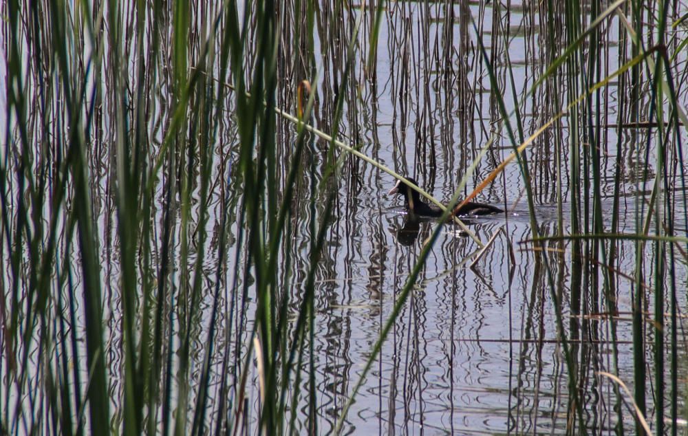 La albufera de Gaianes sobrevive al verano