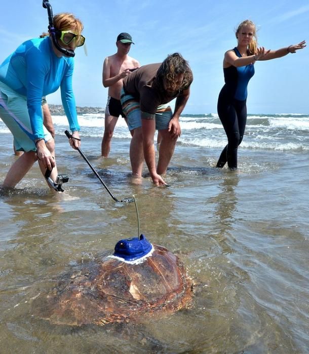 18/03/2016 PLAYA DEL INGLES, SAN BARTOLOME DE TIRAJANA. Suelta de tortugas bobas en Playa del Ingles. Foto: SANTI BLANCO