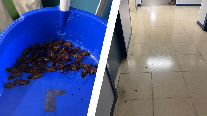 Videos | Plaga de cucarachas en el Hospital Virgen del Puerto de Plasencia