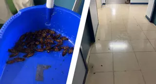 El hospital Virgen del Puerto de Plasencia tampoco se libra de las cucarachas