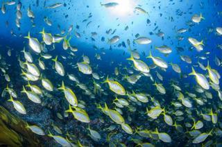 ¿Cómo se originó la actual biodiversidad en la Tierra?