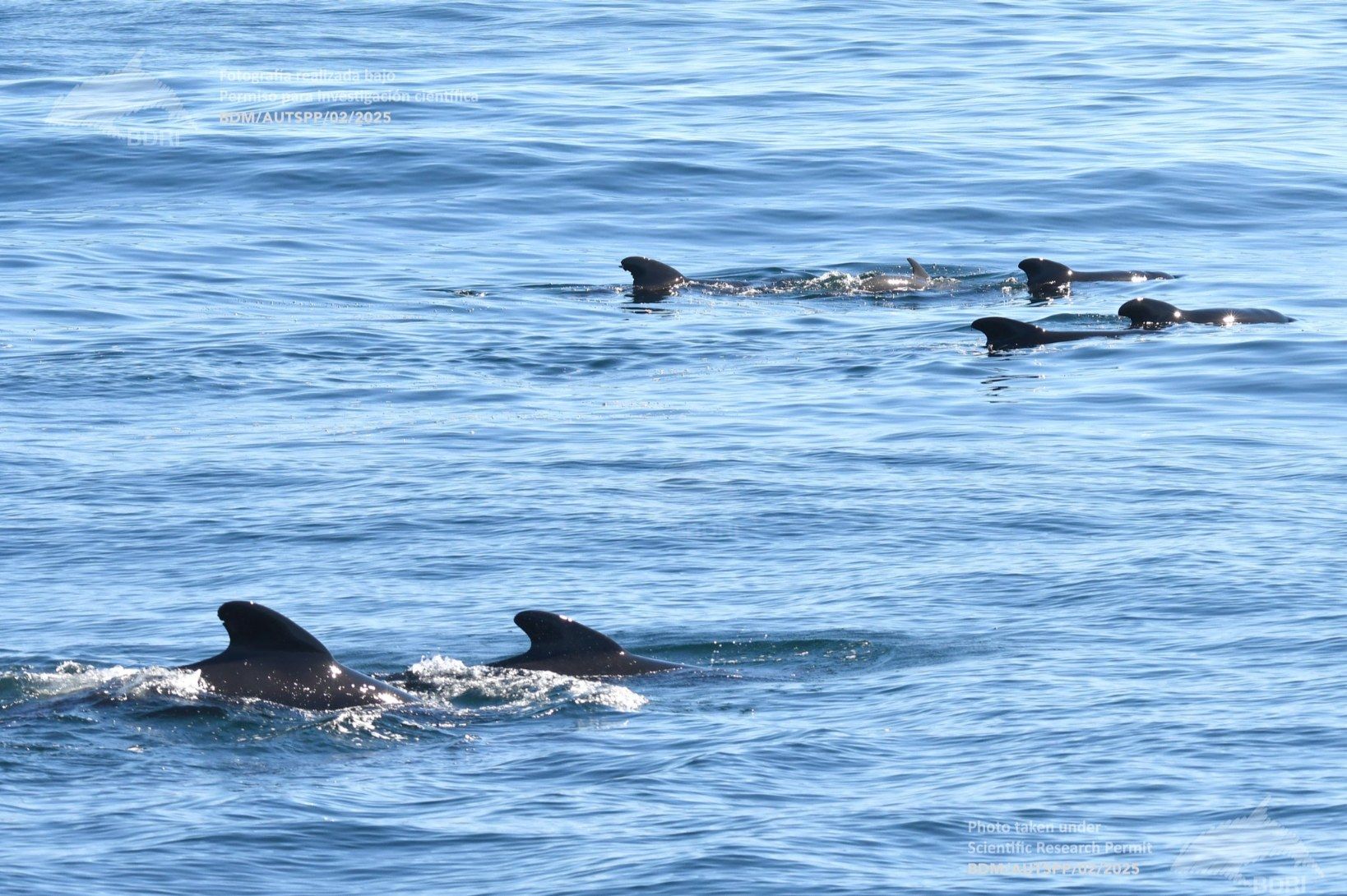 Biólogos, doctores y estudiantes del BDRI hacen un estrecho seguimiento de los mamíferos marinos en las rías de Vigo, Pontevedra y Arousa.