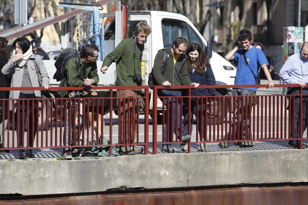 Una llúdriga al centre de Girona