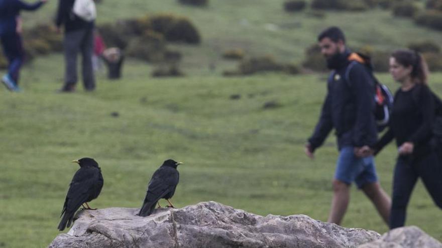 Turistas en los lagos de Covadonga, el pasado año.