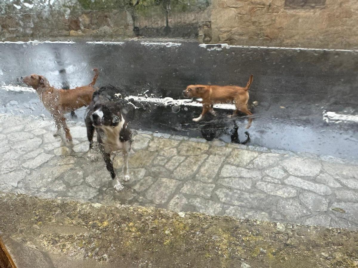 Perros que deambulan por el lugar de Xora, en Coirós.