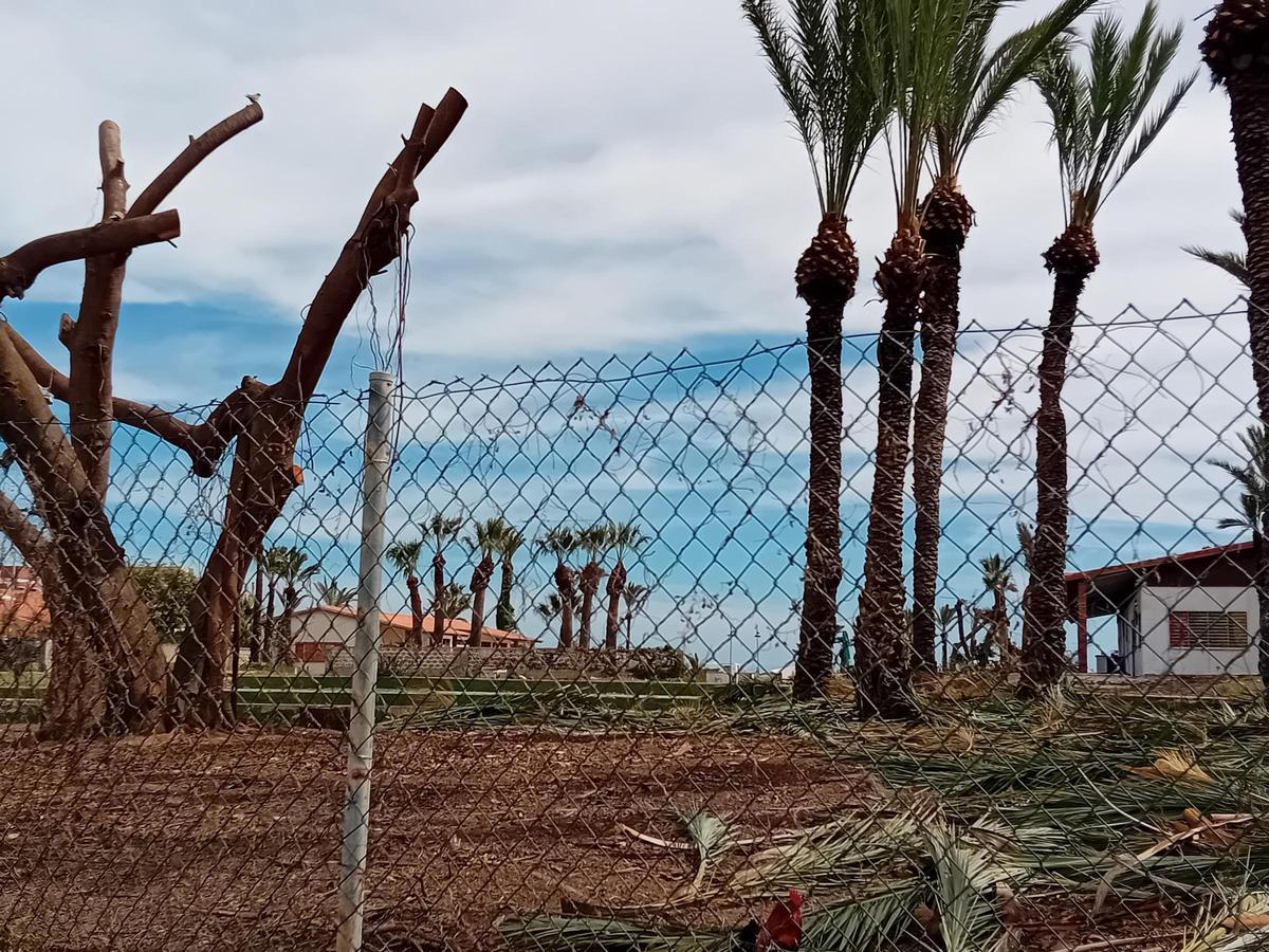 Trabajos de limpieza en una parcela de uso hotelero en La Veleta de Torrevieja