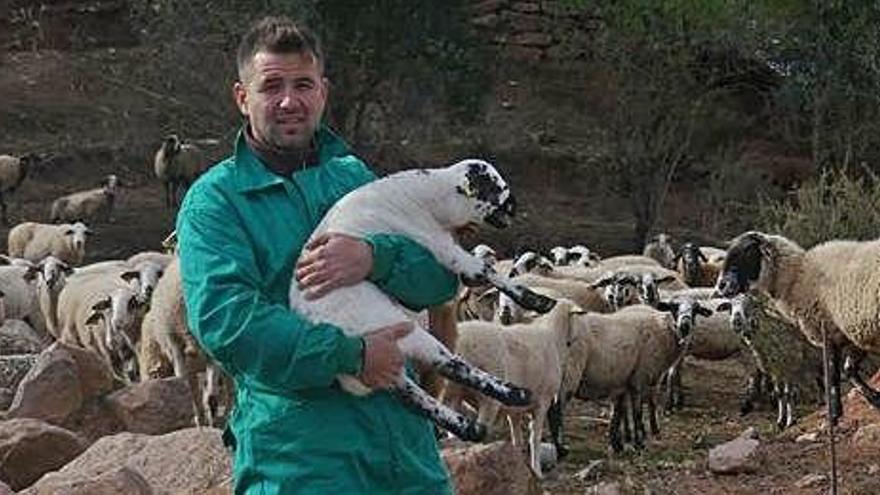 Carles Sánchez amb una de les ovelles i el seu ramat, que pastura per la zona de Monistrolet de Rajadell