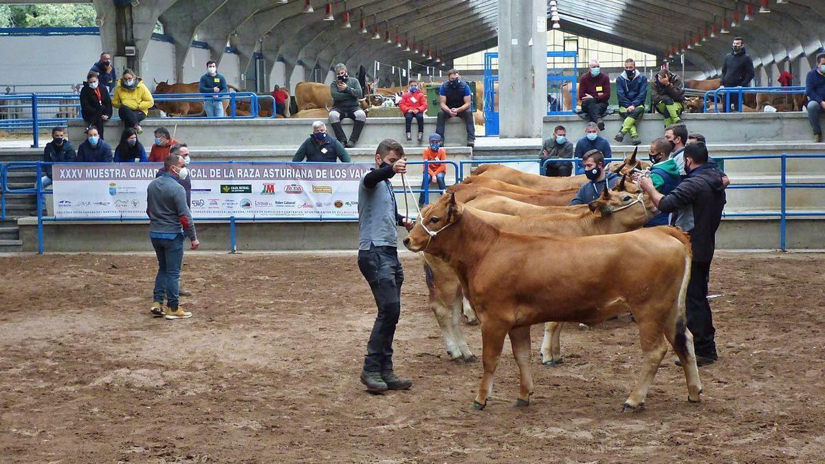 Ganaderos de Cangas del Narcea muestran sus reses a los jueces en la pista del recinto ferial.