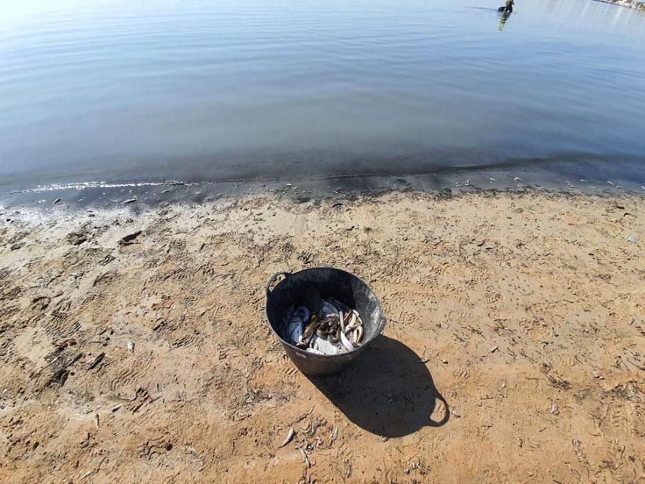 Mar Menor, una laguna sin vida