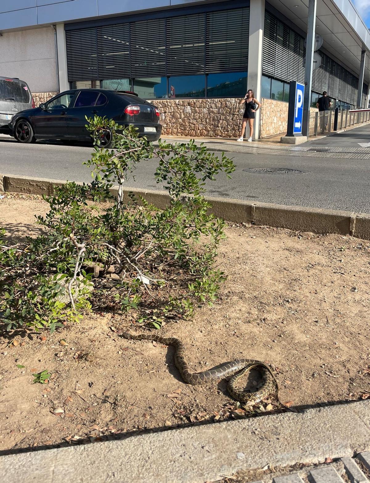 Una serpiente delante de un supermercado de Ibiza