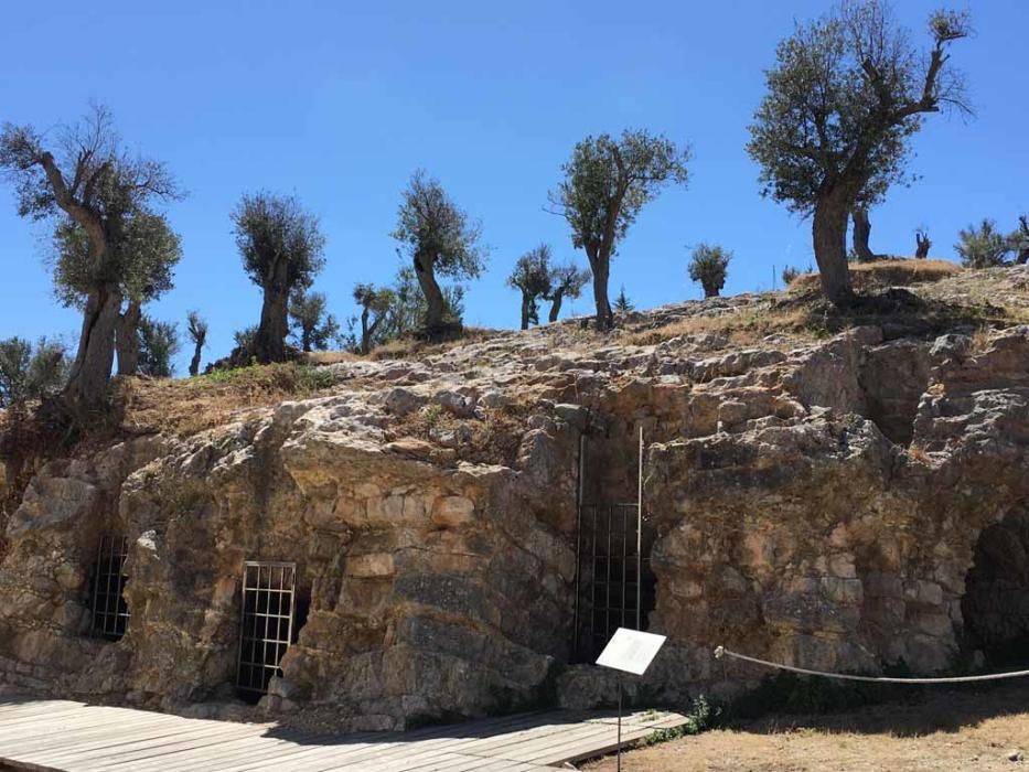 lLos olivos lucen en el recinto como no lo hacían desde hacía décadas