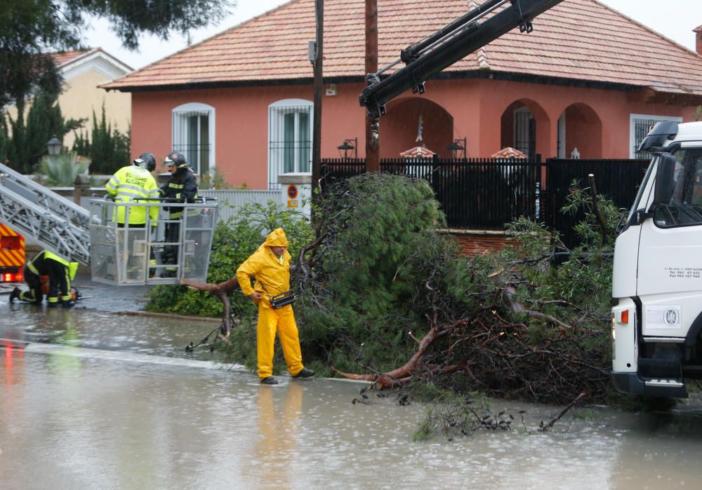 Los Bomberos retiran un árbol caído en la Albufereta.