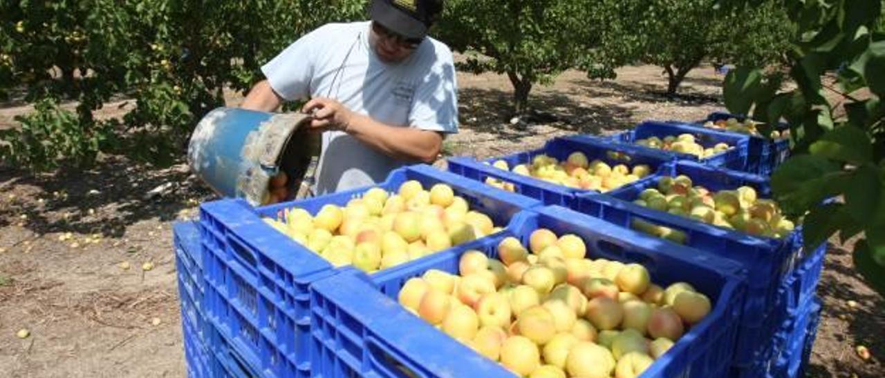 La campaña de fruta estival arranca con mermas del 60% que se extenderán al caqui