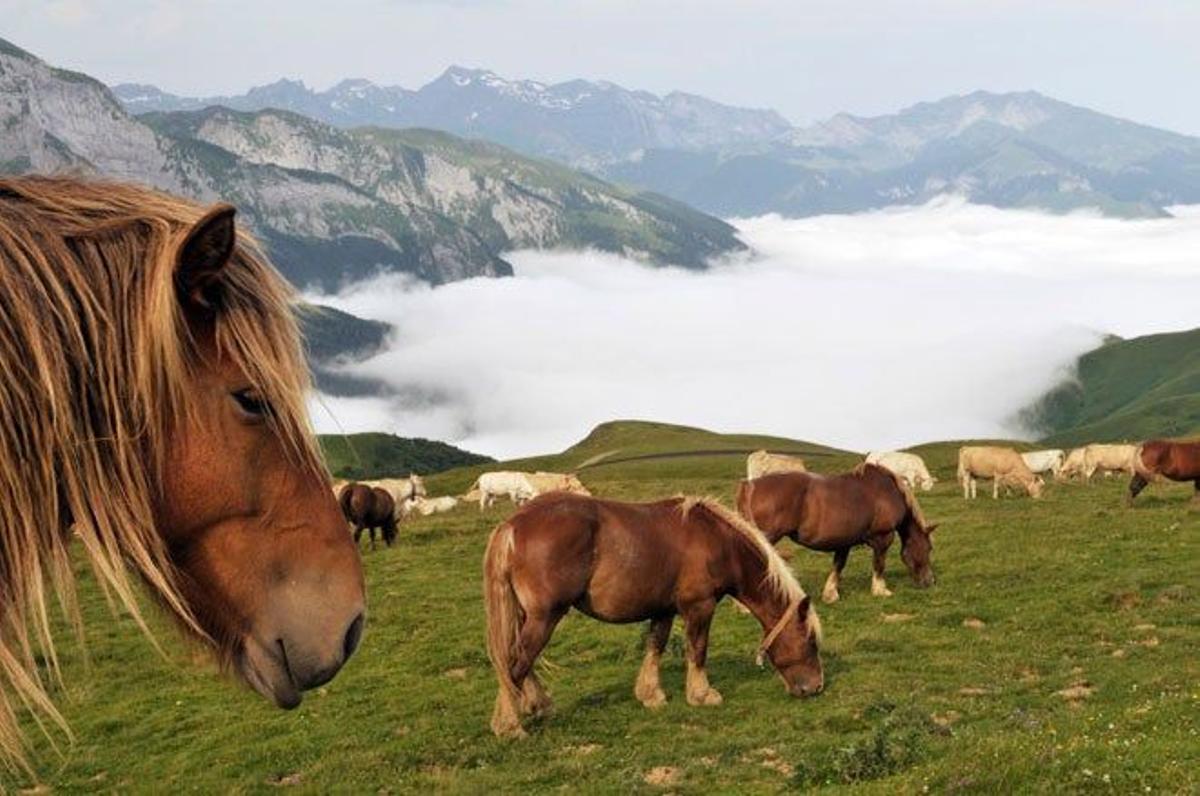 El valle de Ossau es un valle de los Pirineos franceses, situado en el Departamento de los Pirineos Atlánticos.
