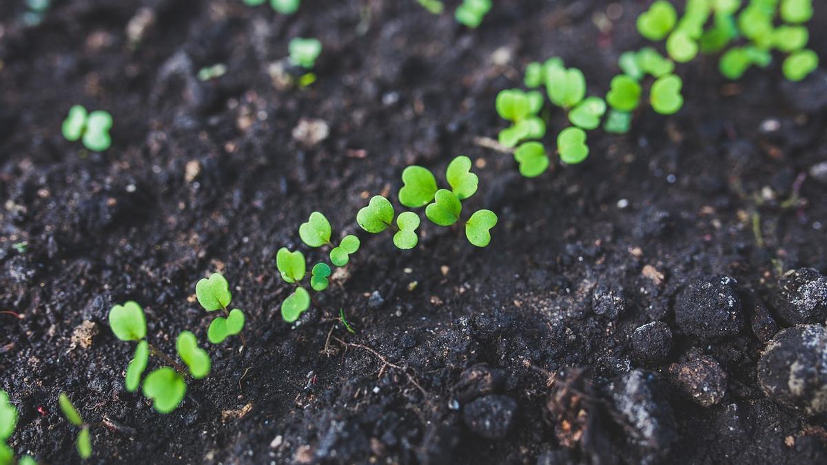Cómo plantar rúcula en casa: cuidados que necesita esta planta.